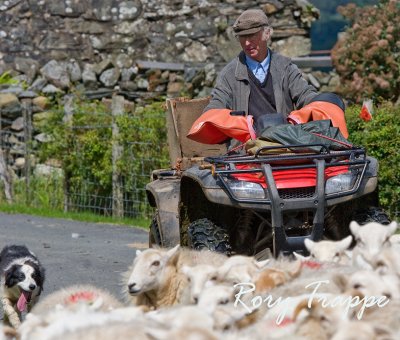 Trawsfynydd sheep farmer