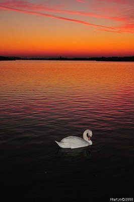 _DSC4324.jpg swan marine lake.jpg