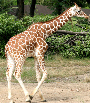 Giraff3.jpg
