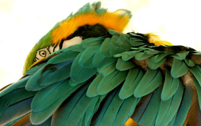 Parrot5wing.jpg