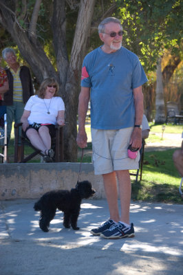 Poodle 8137.jpg