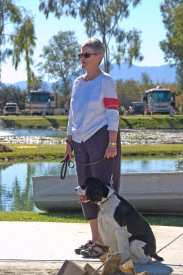 Spaniel 8139.jpg
