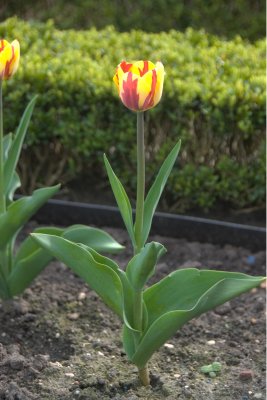 Tulip at Het Loo Palace Garden