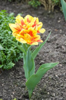 Tulip at Het Loo Palace Garden
