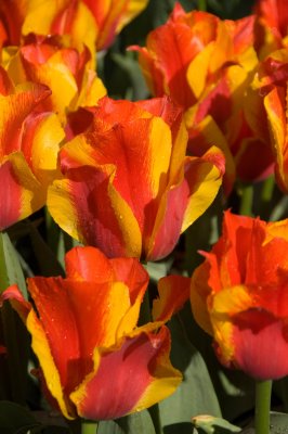 Keukenhof, Gardens