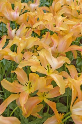 Lilies at Keukenhof Gsardens