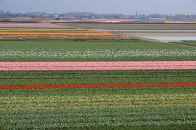 Dutch Tulip Field