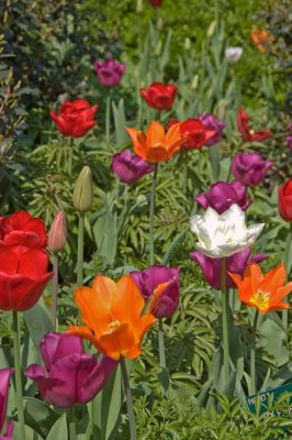 Keukenhof, Gardens