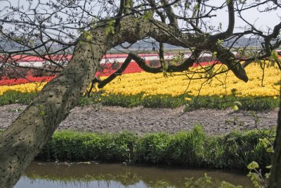 Dutch Tulip Field