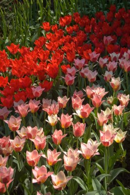 Keukenhof, Gardens
