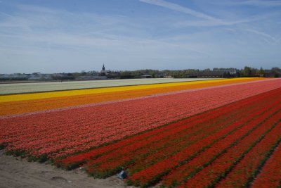 Dutch Tulip Field