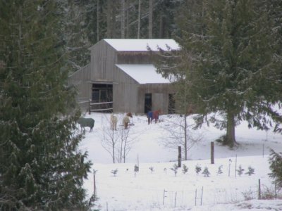 Neighbor's horse barn