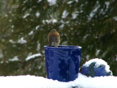 even the birds need a warmup cup
