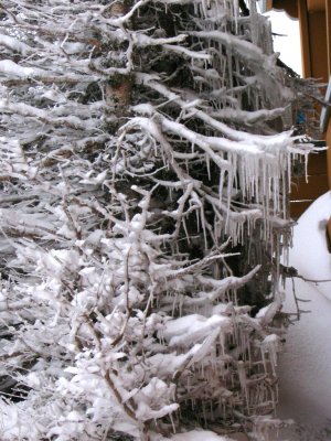 frozen tree next to lodge