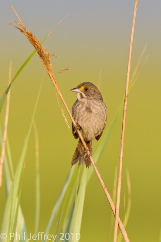 Seaside Sparrow