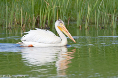 American White Pelican