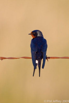 Barn Swallow