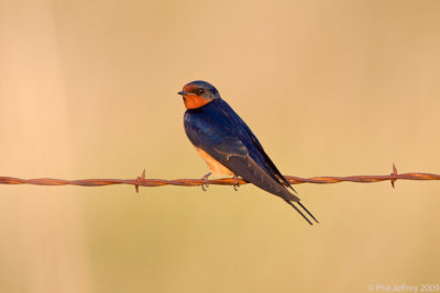 Barn Swallow