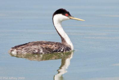 Western Grebe