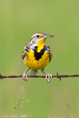 Western Meadowlark