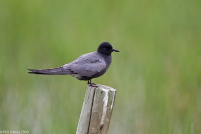Black Tern