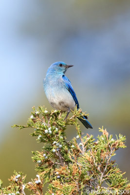 Mountain Bluebird male