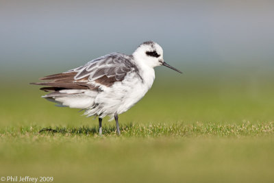 Red-necked Phalarope