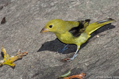 Scarlet Tanager