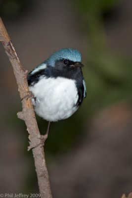 Black-throated Blue_Warbler