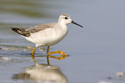 Wilsons_Phalarope_U3R2696_new.jpg