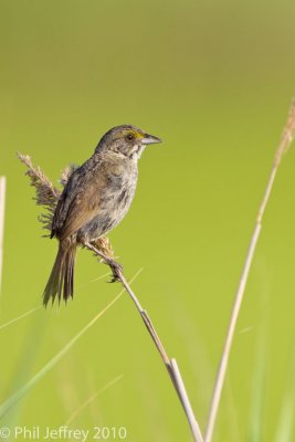 Seaside Sparrow