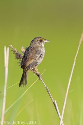 Seaside Sparrow