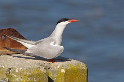 Common Tern displaying