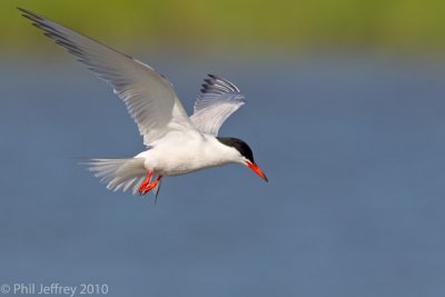 Common Tern