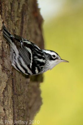 Black-and-White Warbler