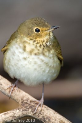 Swainson's Thrush