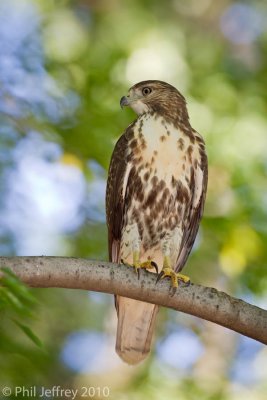 Red-tailed Hawk