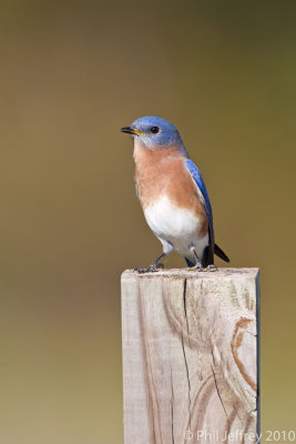 Eastern Bluebird