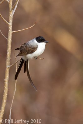 Fork-tailed Flycatcher