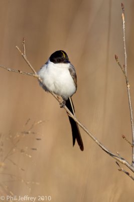 Fork-tailed Flycatcher