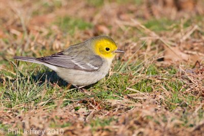 Hermit Warbler