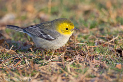 Hermit Warbler