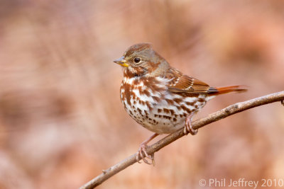 Fox Sparrow