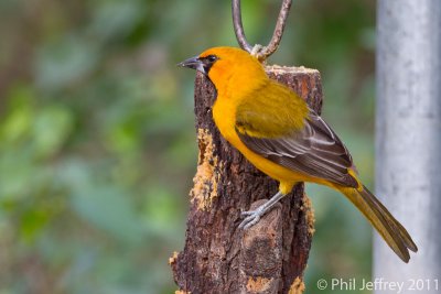 Altamira Oriole
