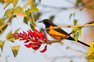 Black-vented Oriole