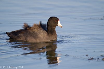 American Coot