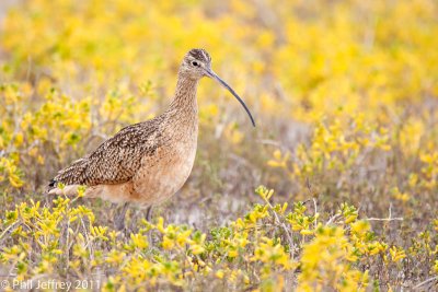 Long-billed Curlew
