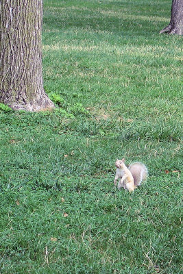 Blonde Squirrel at Base Camp on the Mall