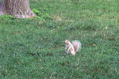 Blonde Squirrel at Base Camp on the Mall