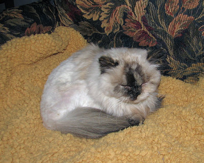Baby Sasha - Weighs between 4 & 5 pounds